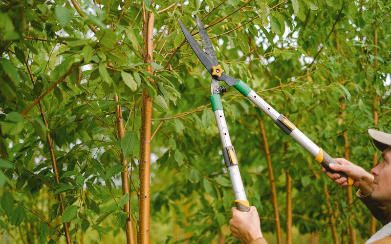 Tree trimming in Biglerville, PA